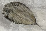 Dalmanites Trilobite Fossil - New York #99028-2